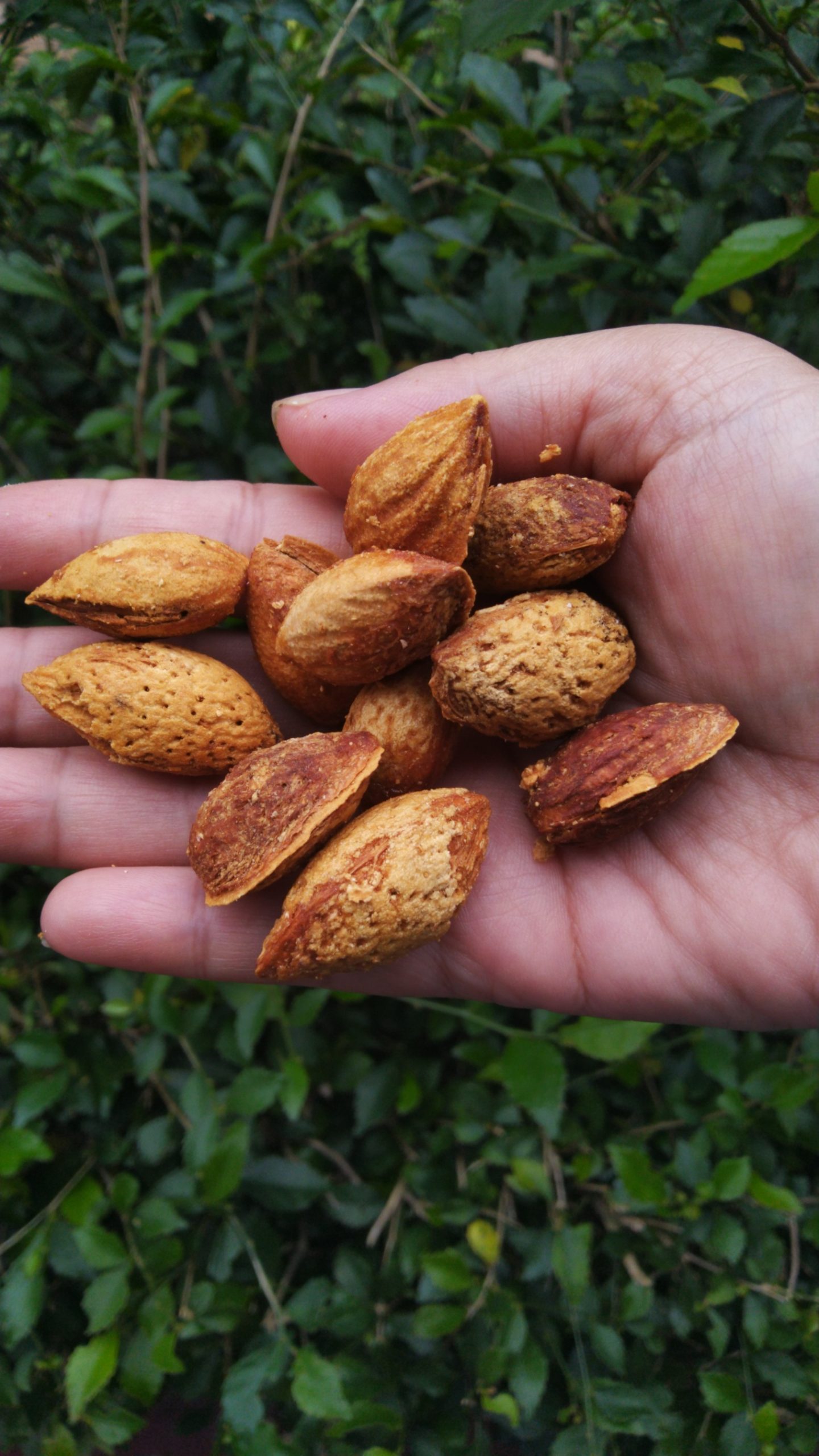Manfaat Baik Kacang Almond untuk Perawatan Kulit