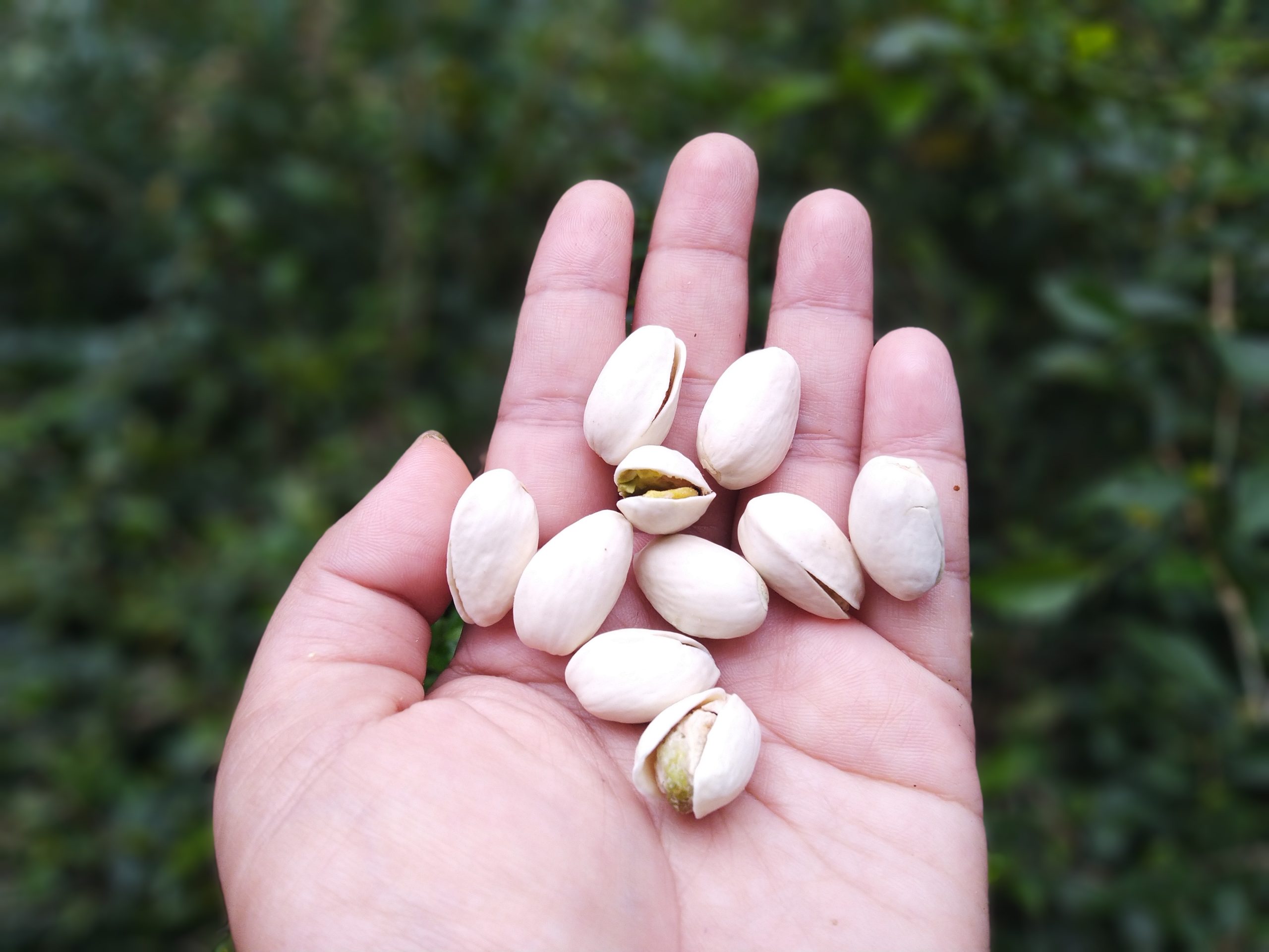 10 Manfaat Kacang Pistachio untuk Kesehatan Anda